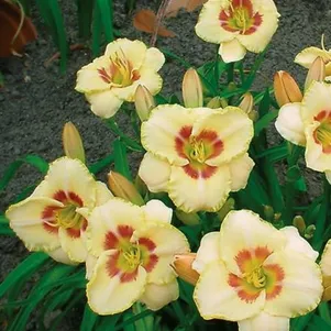 Лилейник Кастед Кэнди 480₽