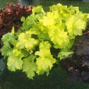 

Гейхера Черри Чикс