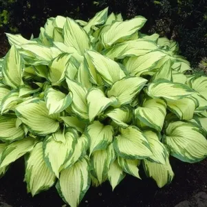 Хоста Альбопикта M 260₽