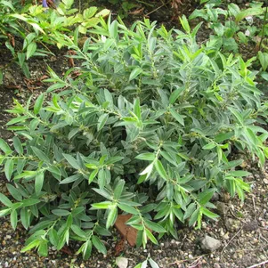 Ива дальневосточная 490₽