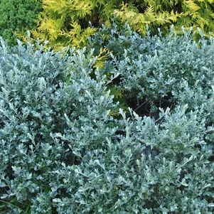 

Ива Нитида ползучая