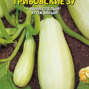 

Кабачок Грибовские 37 12 шт, Плазменные семена