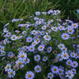 Калимерис Блю Стар вырезной 330₽