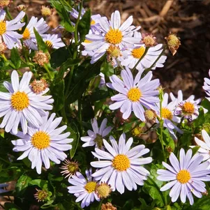 Калимерис Нана Блю вырезной 330₽