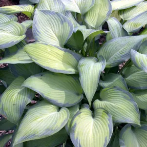 Хоста Парадиз Джус M 390₽