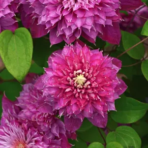 Клематис Хот Лав крупноцветковый2 490₽