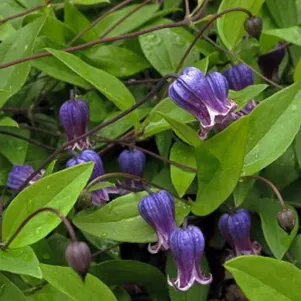 Клематис Софи мелкоцветковый 3 490₽