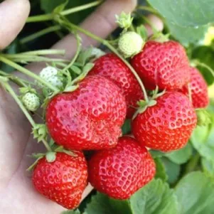 

Клубника Гармония ремонтантная ранняя крупная