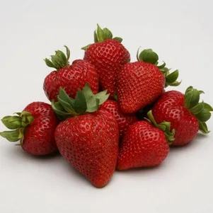 

Клубника Сан Диас ремонтатный