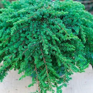 Можжевельник Гринмантл обыкновенный 990₽