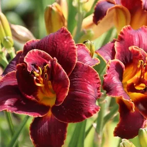 Лилейник Найт Эмберс 680₽