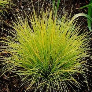 

Овсяница Голден Тупи