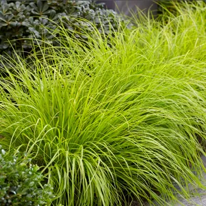 

Пеннисетум Люмен Голд