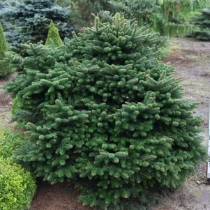 Пихта кефалинийская Мейерс Драфт 2290₽