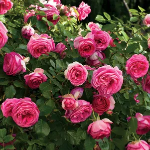 

Роза Пинк Эден Роуз, Мейян (лиц)