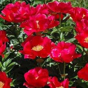 Пион Карина 1950₽