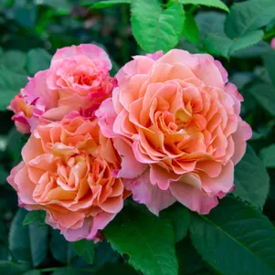 Роза Августа Луиза чайно-гибридная 390₽