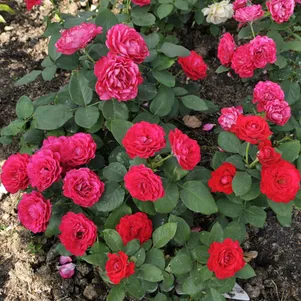 

Роза Доминика чайно-гибридная