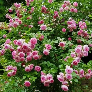 

Роза Жасмина плетистая