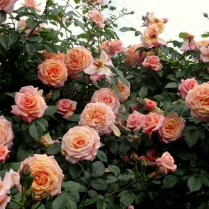 Роза Барок 390₽