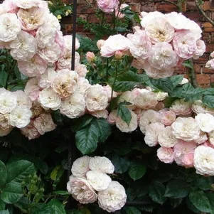 

Роза Букет Парфэ мускусная, Ленс (лиц)