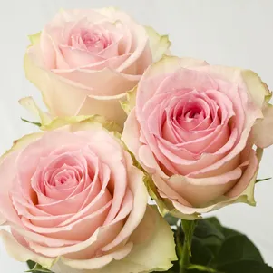 Роза Эсперанс 390₽