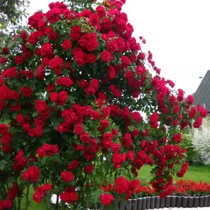 

Роза Фламентанц плетистая