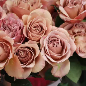 

Роза Кафе Латте