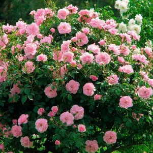 

Роза Хайди канадская парковая (лиц)