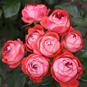 Роза Помпея Патио Кордес лиц 1190₽