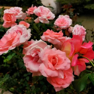 

Роза Жардин де Франс флорибунда