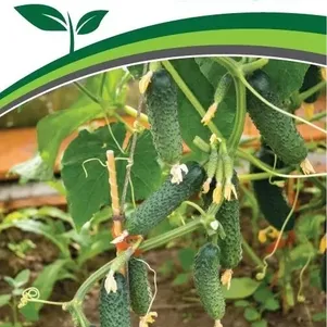 Огурец Бинго F1 5 шт Семена Партнер 277₽