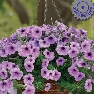 Петуния Изи Вейв Плам Вейн ампельная 5 шт Семена Поиск 515₽