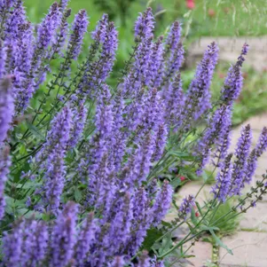 

Шалфей (сальвия) дубравный Блаухугель