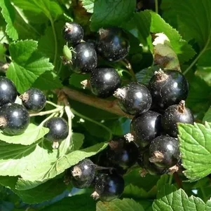Смородина Селеченская черная (очень крупная ягода)