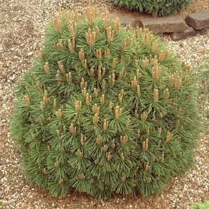 Сосна горная Гнездо 2990₽