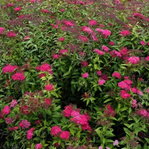 

Спирея Дартс Ред японская