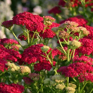 Тысячелистник Флауэрберст Ред Шейдс обыкновенный 549₽