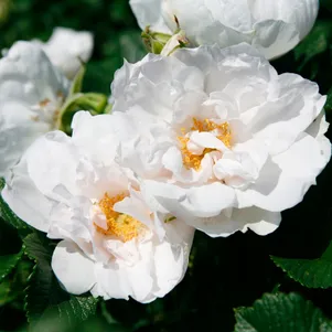 

Роза Вайт Роадранер ругоза (лиц)