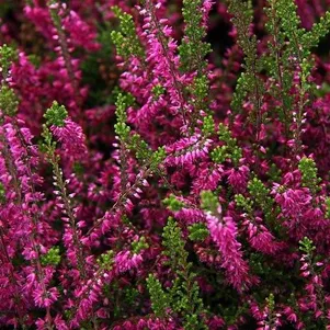 Вереск Аллегретто 690₽