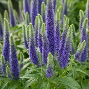 

Вероника колосковая Санни Бордэр Блу