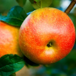 

Яблоня Абрикосовое