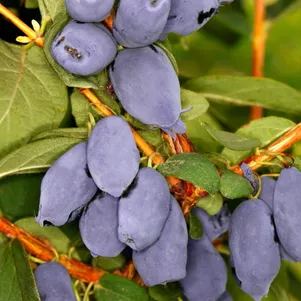 

Жимолость Бореал Бист