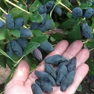 

Жимолость Бореал Близард