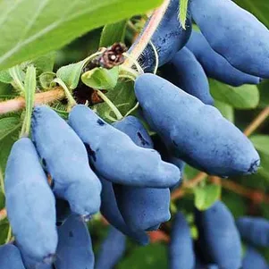 

Жимолость Синий утес ранняя крупноплодная урожайная