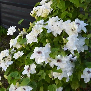 Клематис Фест Лайт крупноцветковый 2 490₽