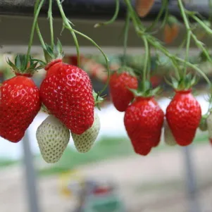 

Земляника Барон Солемахер ремонтантная урожайная безусая