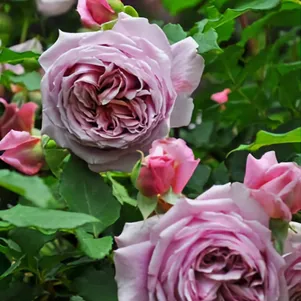 Роза Французское платье 390₽