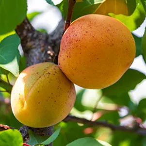 

Абрикос Санни колоновидный