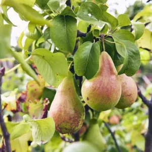 Груша Вековая 600₽